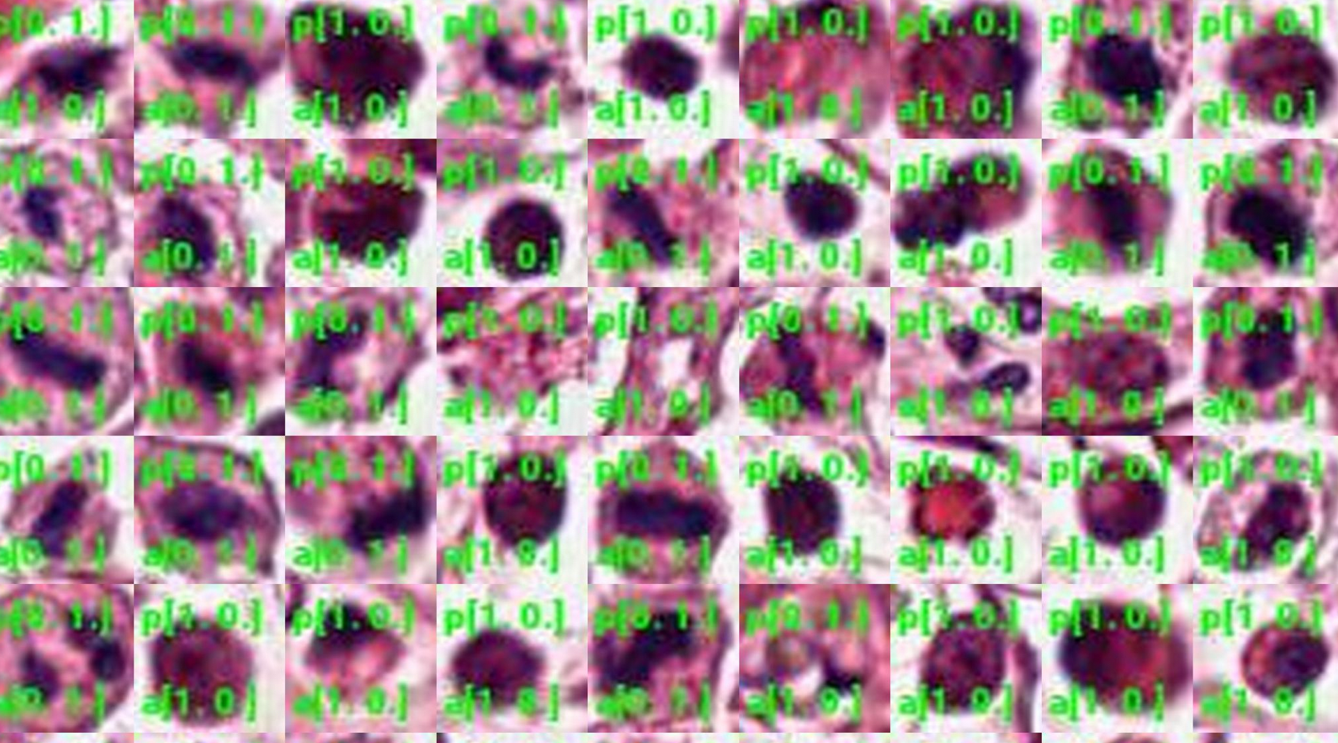 Mitotic Indexer